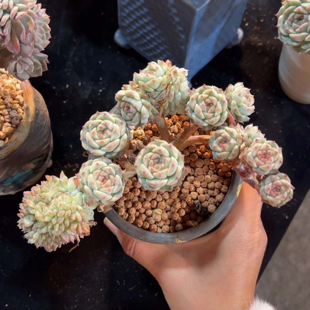 现***后新年快乐 新年快乐 新年快乐