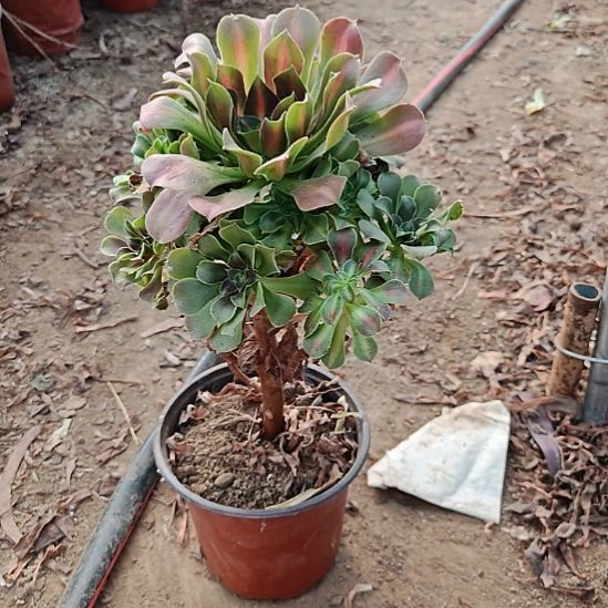 粉女巫中班法师22