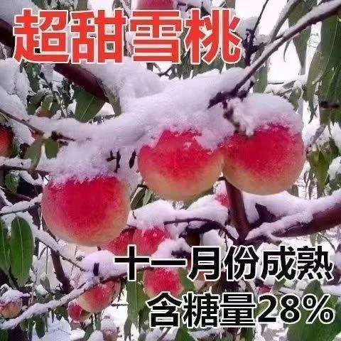 晚熟冬桃雪桃嫁接桃树苗冬雪桃树苗特大冬桃耐寒盆栽地栽当年结果