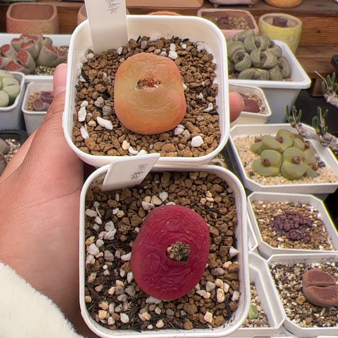 V****a0611号蟠桃2颗 多肉植物