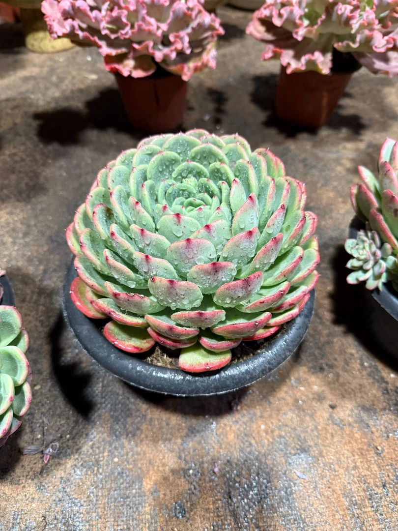 精品多肉    三文鱼