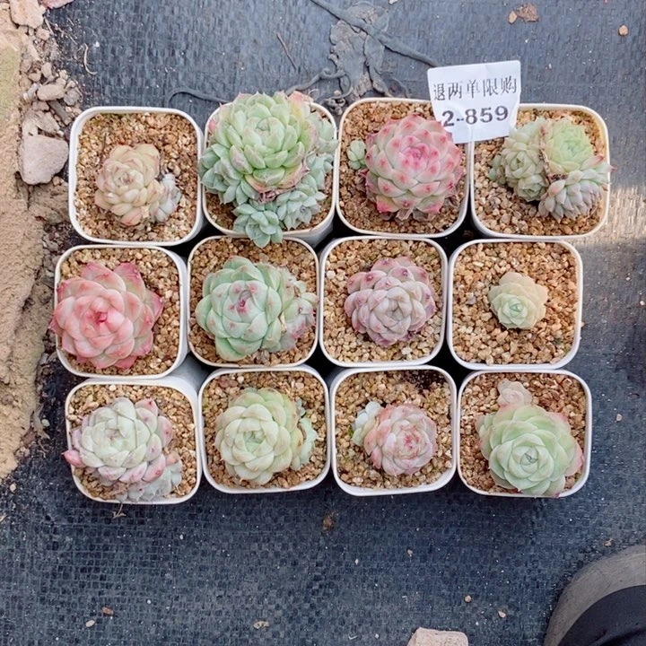 小****子2-859多肉多肉多肉多肉多肉多肉