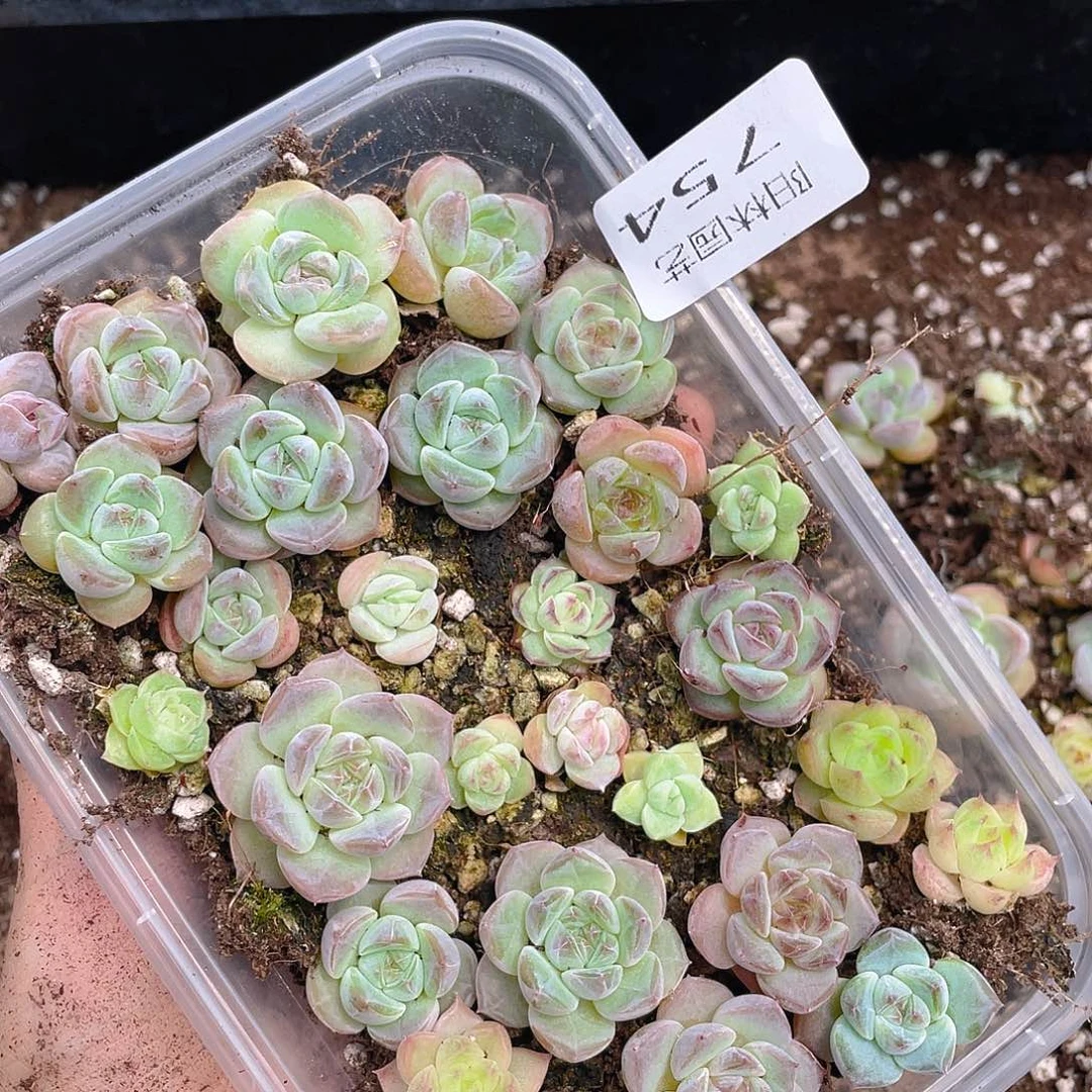 多肉植物多肉植物754
