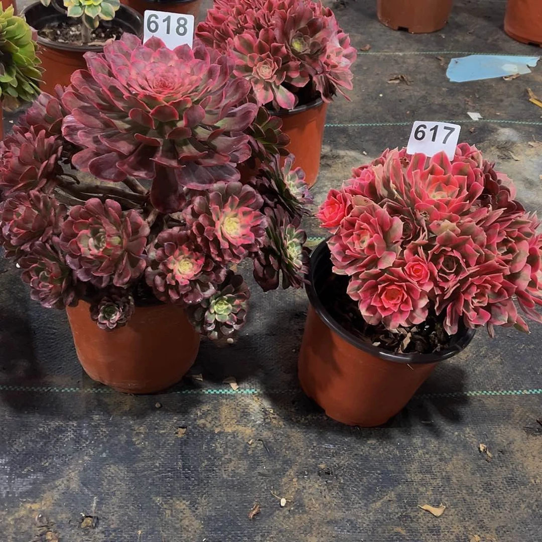 丽*多肉植物一物一拍617 618