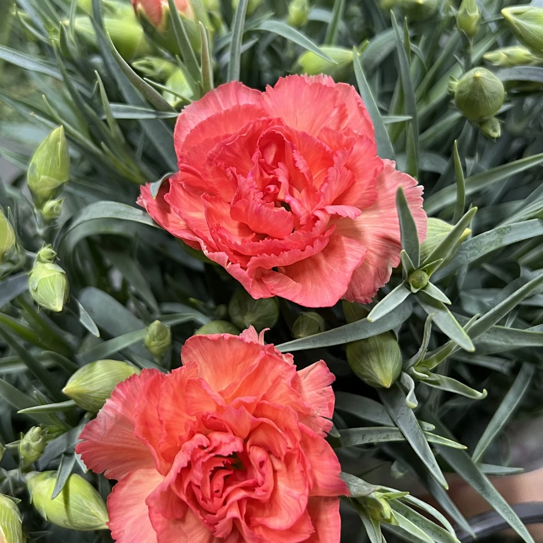 橘红 康乃馨盆栽花卉阳台新手易养护带花苞发货