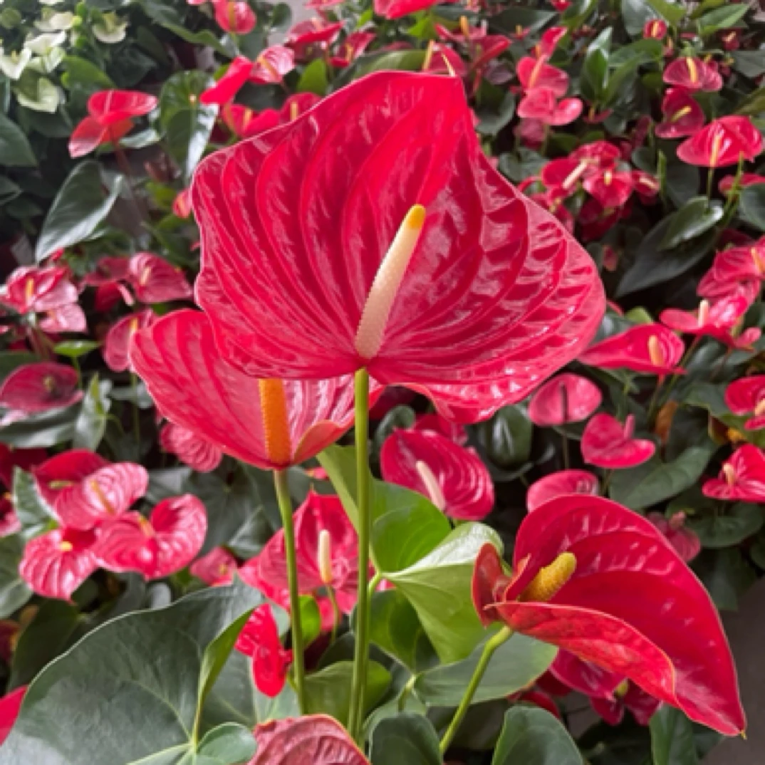 【大花3-4朵】14厘米盆原盆大盆红掌