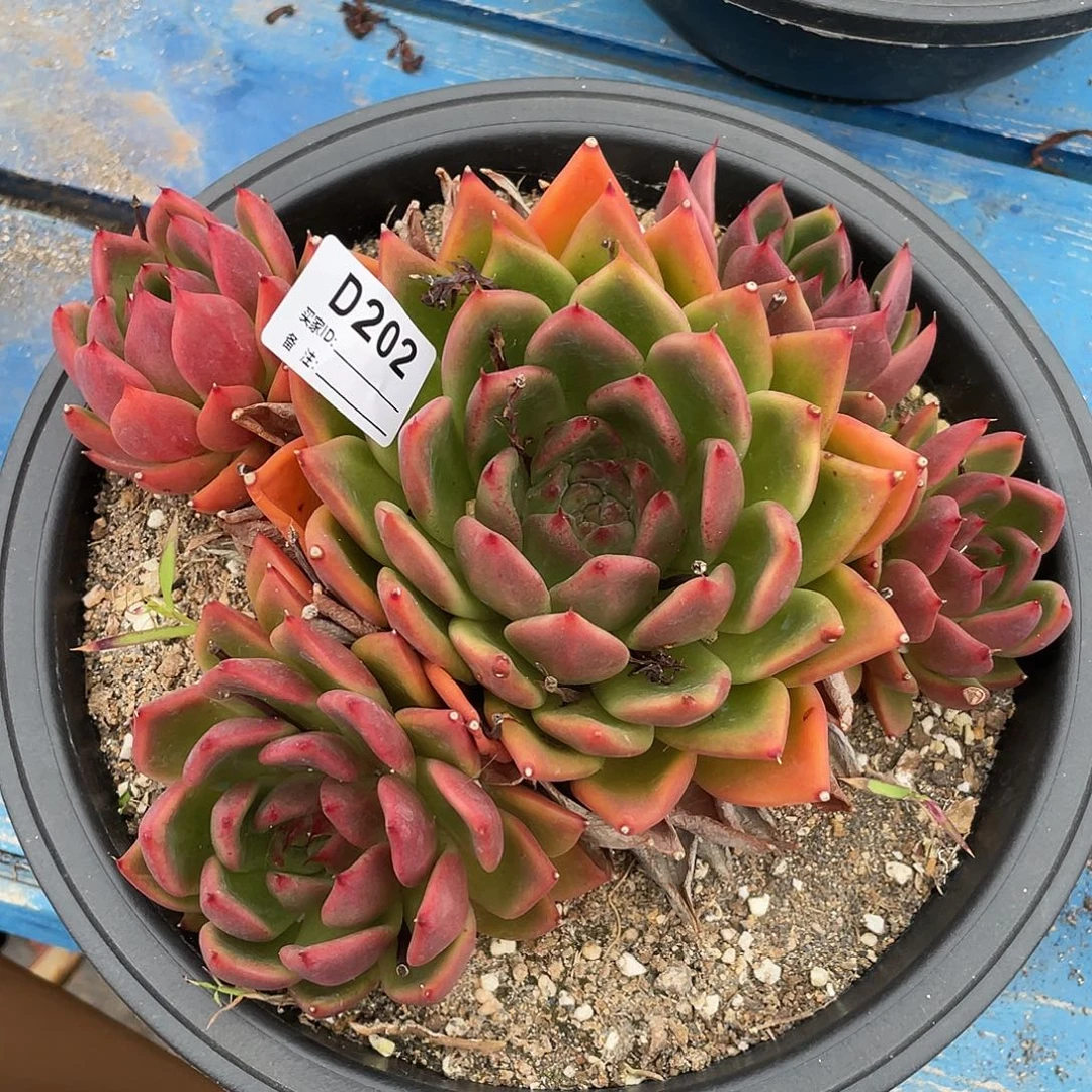 若如东云单拍D202