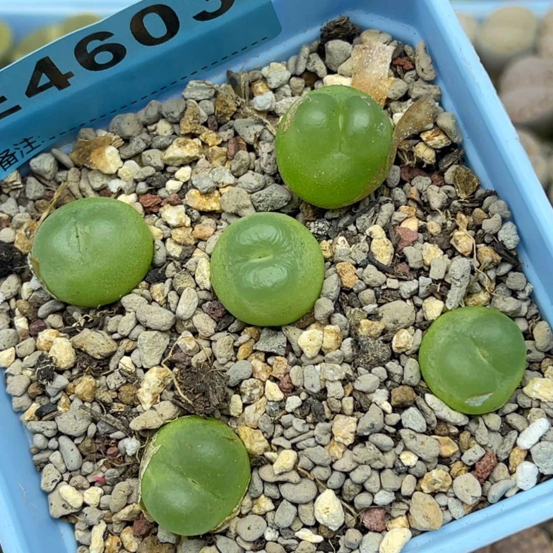 4603日系拉登五颗。