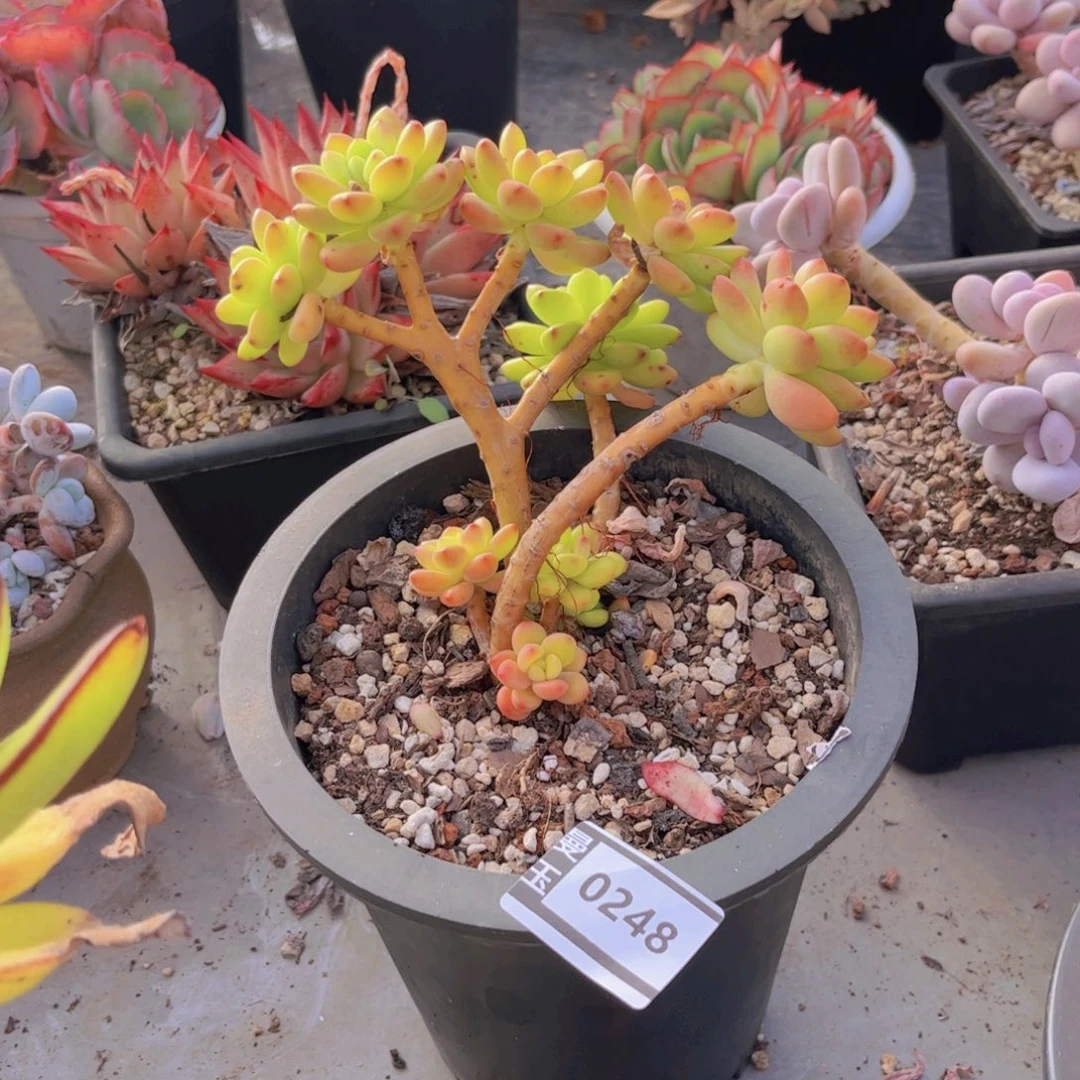 香格里拉多肉植物0248