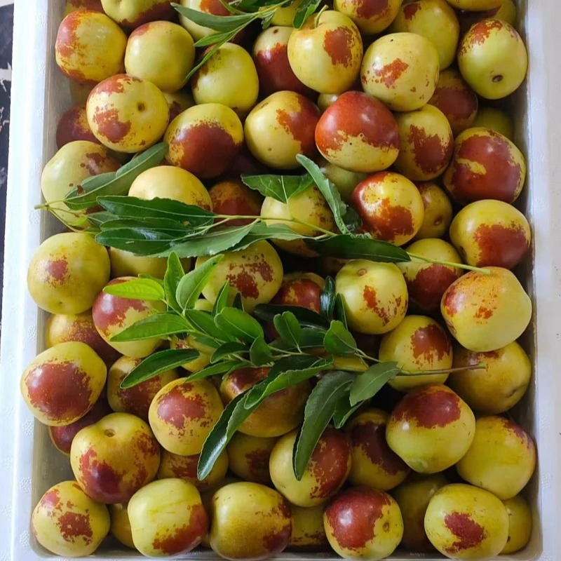 【沾化大棚冬枣】脆甜冬枣5斤冰糖冬枣现摘新鲜脆枣孕种植沾化冬枣