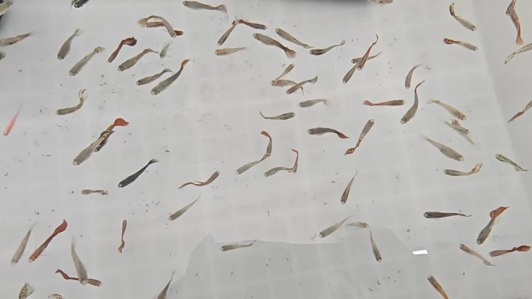 杂袍孔雀鱼，(包活 不包尾巴破损 )耐活，可繁殖。