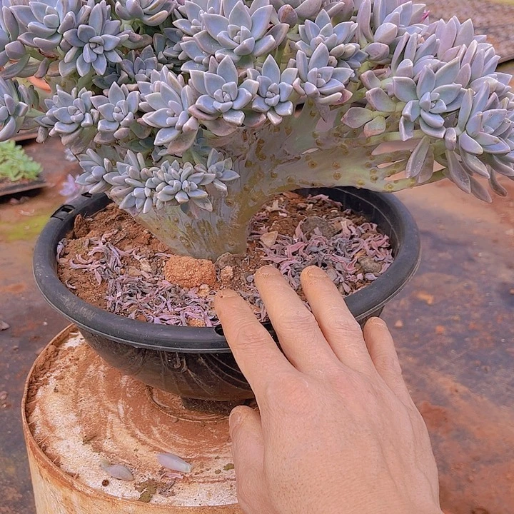 美**艺段血一无一拍多肉13