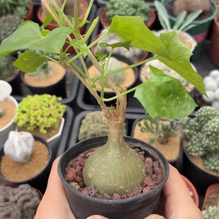 睡布袋仙人球1234