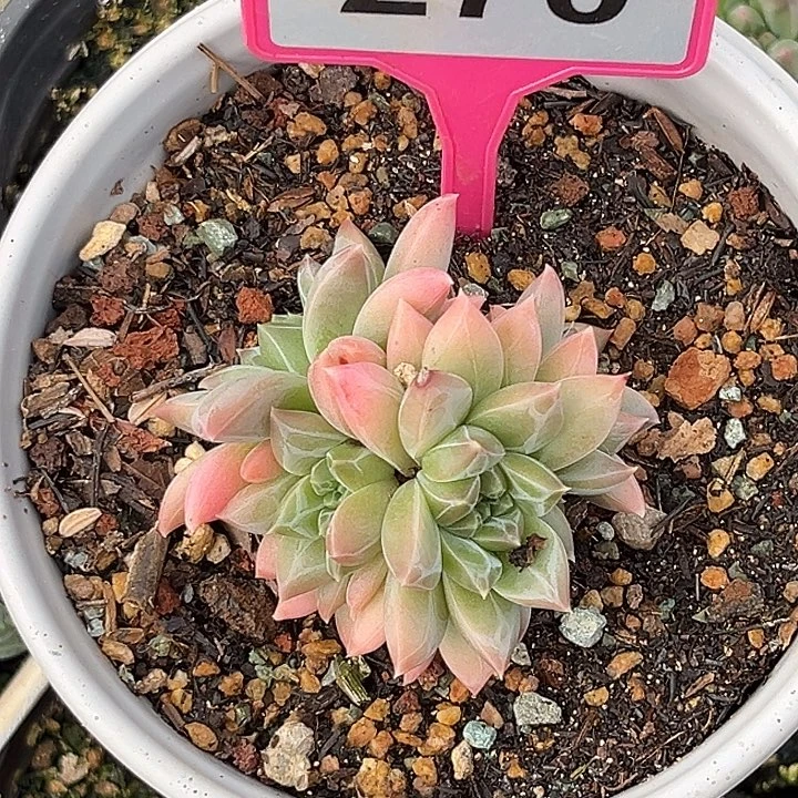 多肉植物幻影美人270