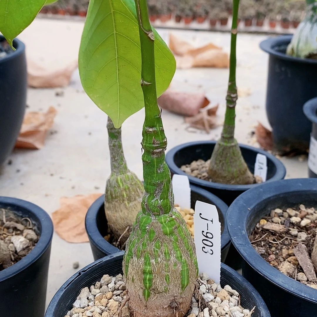 龟甲木棉 多肉块根 J-903