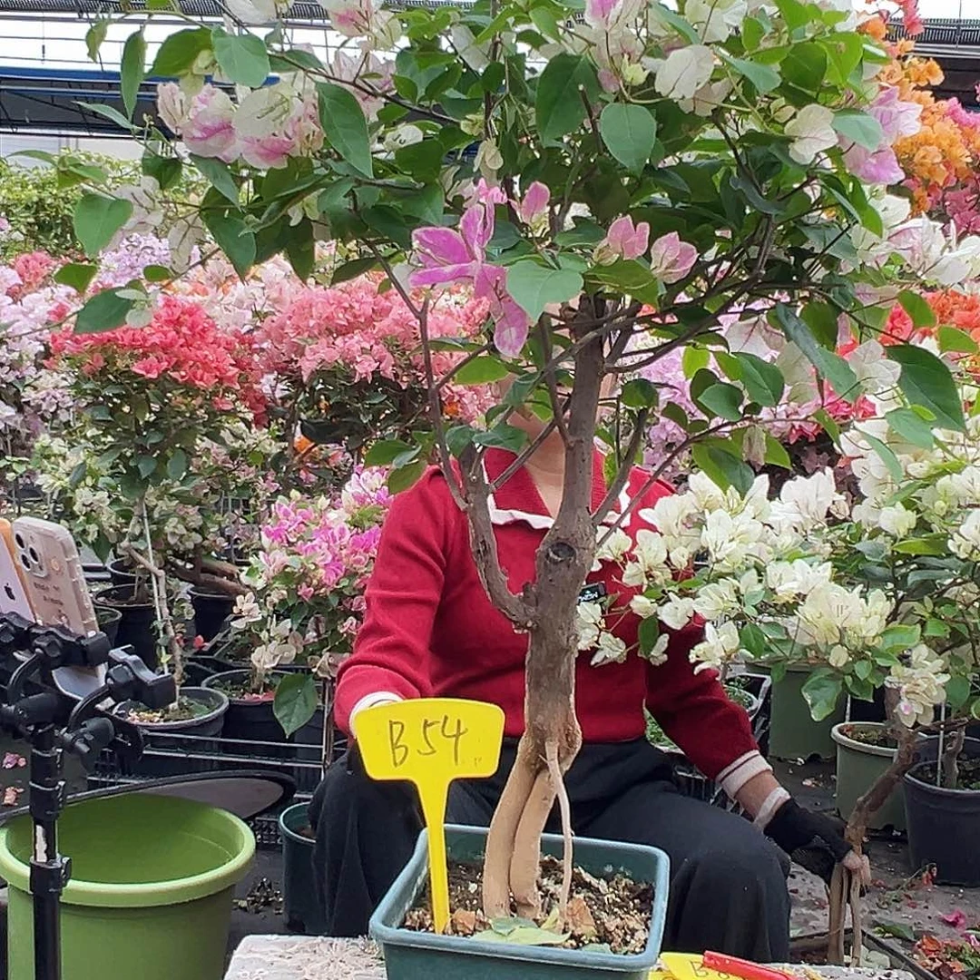 双****大部分花苞少量开放B54漳红樱