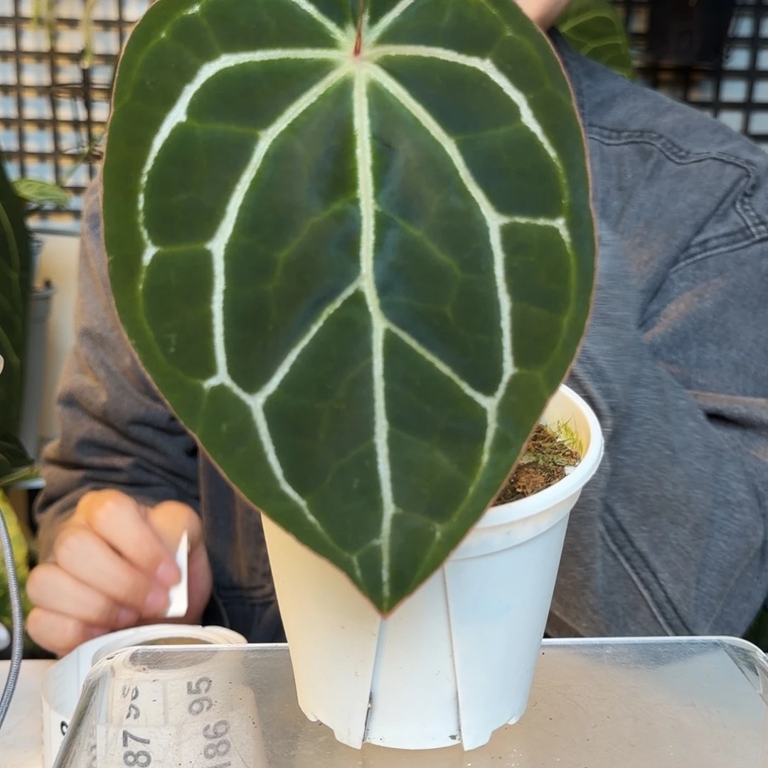 完全开放B186 卡拉杂南美水晶