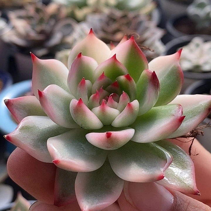 吉娃娃锦多肉植物