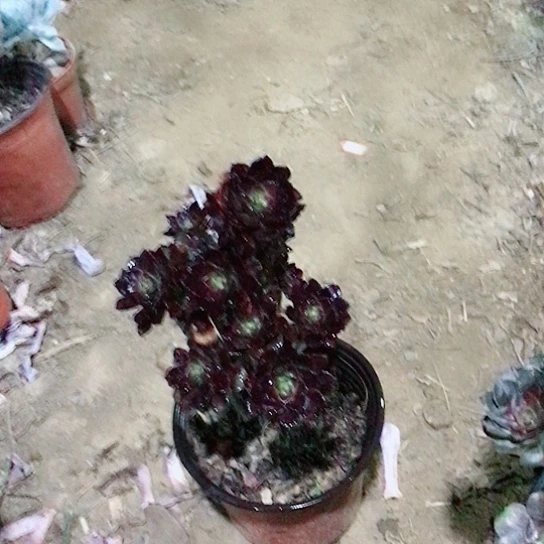 红***妹黑法师多肉植物18