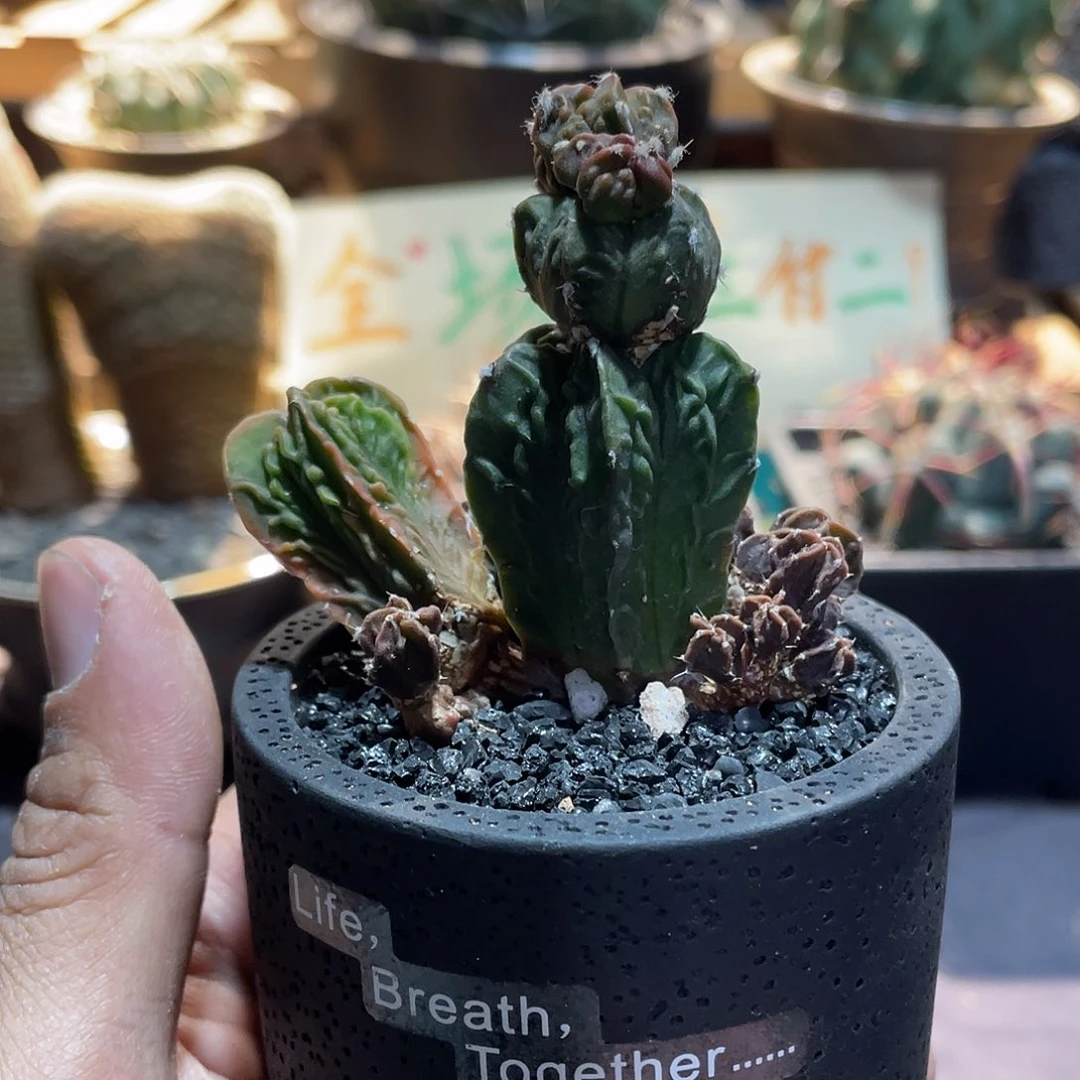 071实生根小核桃群