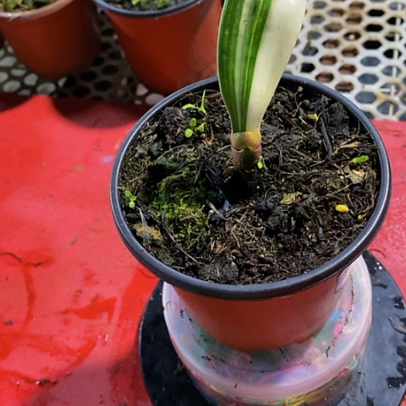 【闪购商品】无花朵最**爸