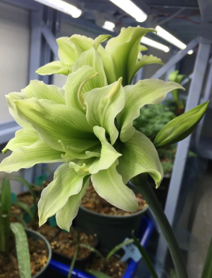 【双绿】包对版朱顶红重瓣