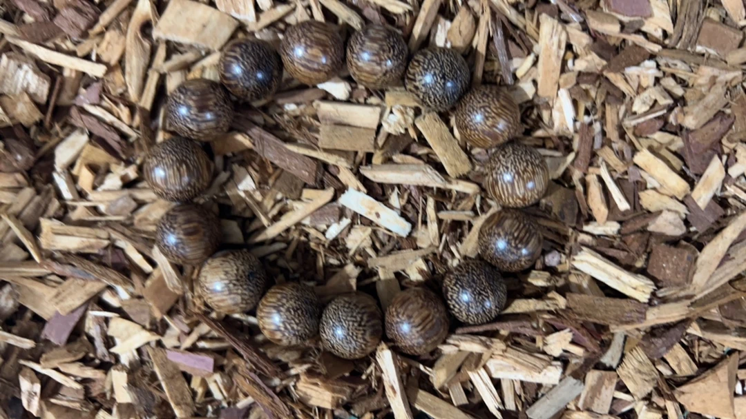 沉香t4 福莱精选高端文玩