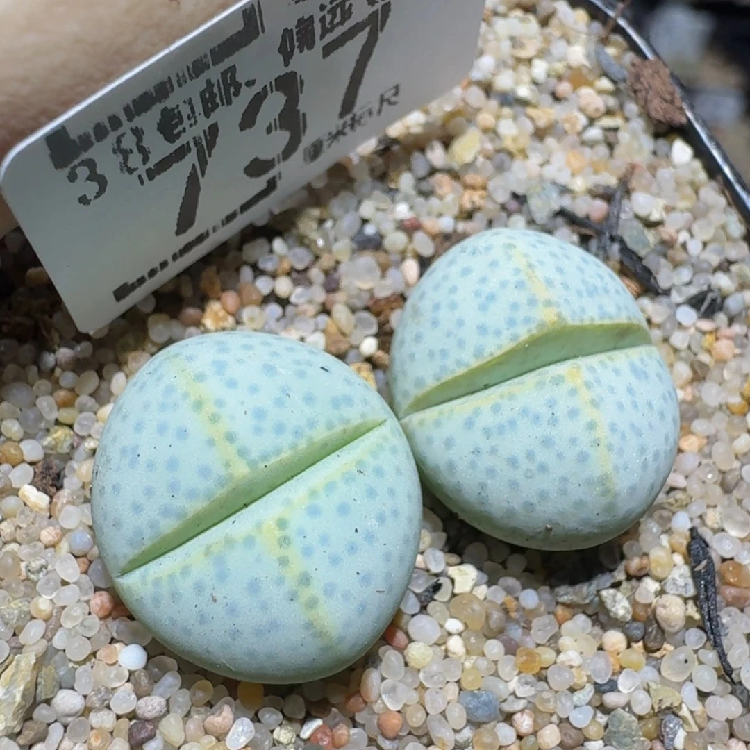 zzzzz精品生石花737