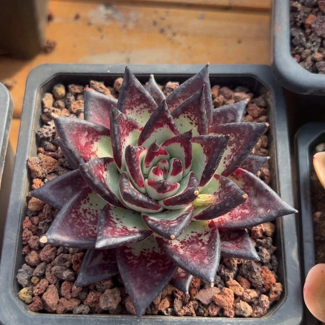 多肉单头黑檀【非偏远满18包邮】