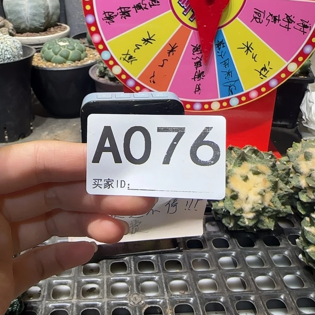 *****实生仙人球特价一颗