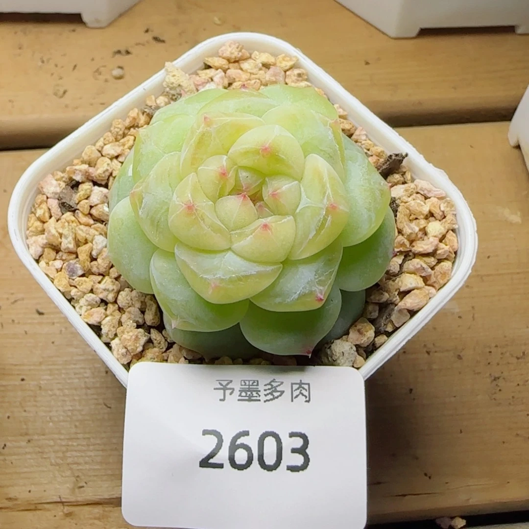 魔法棒，2683多肉植物