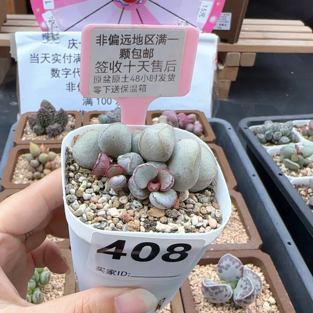 408硬叶白蛋多肉植物