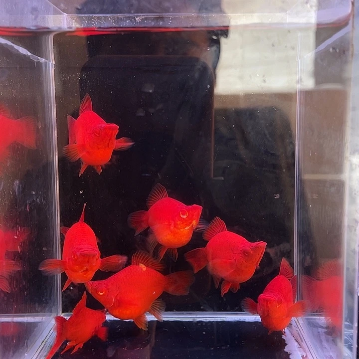 孔雀鱼红箭球三条补发4条