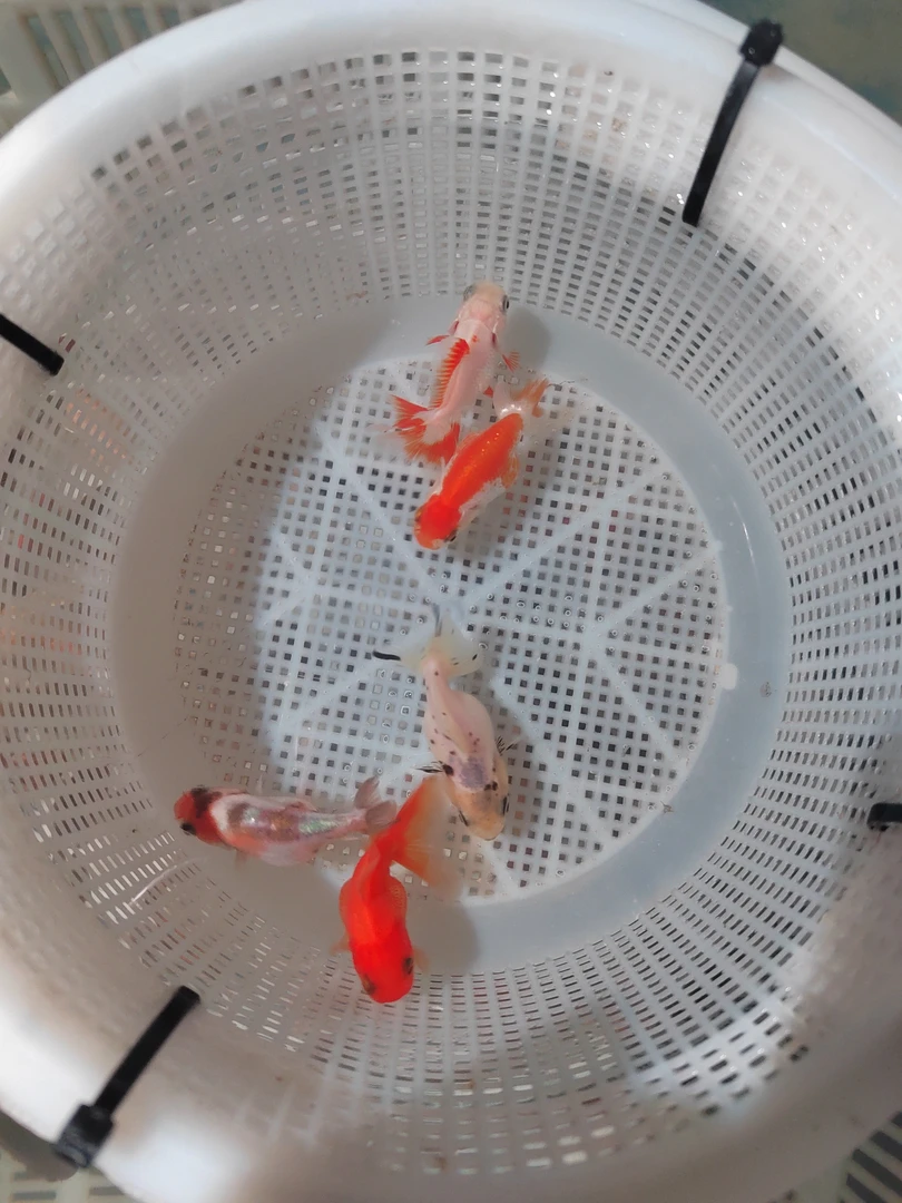 5cm左右将军百褶玛丽兰寿留养苗随机发包损3+2条备损