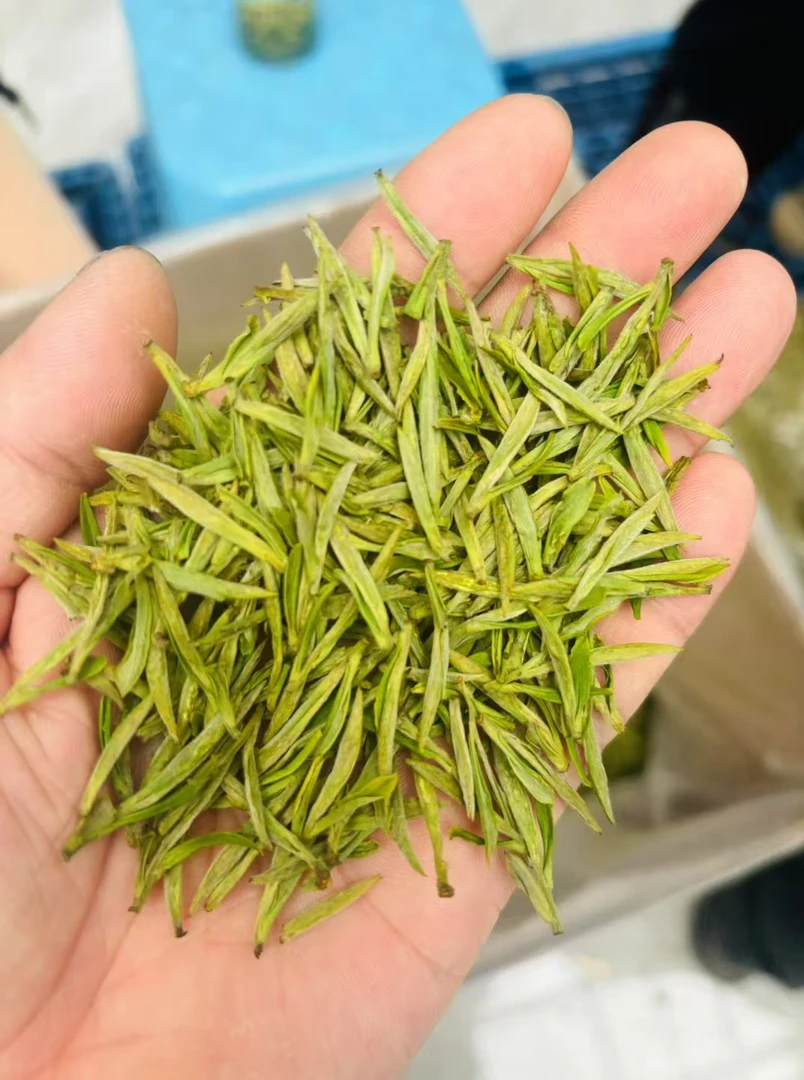 高山头采奶白茶馥郁奶香清新茶叶礼品装