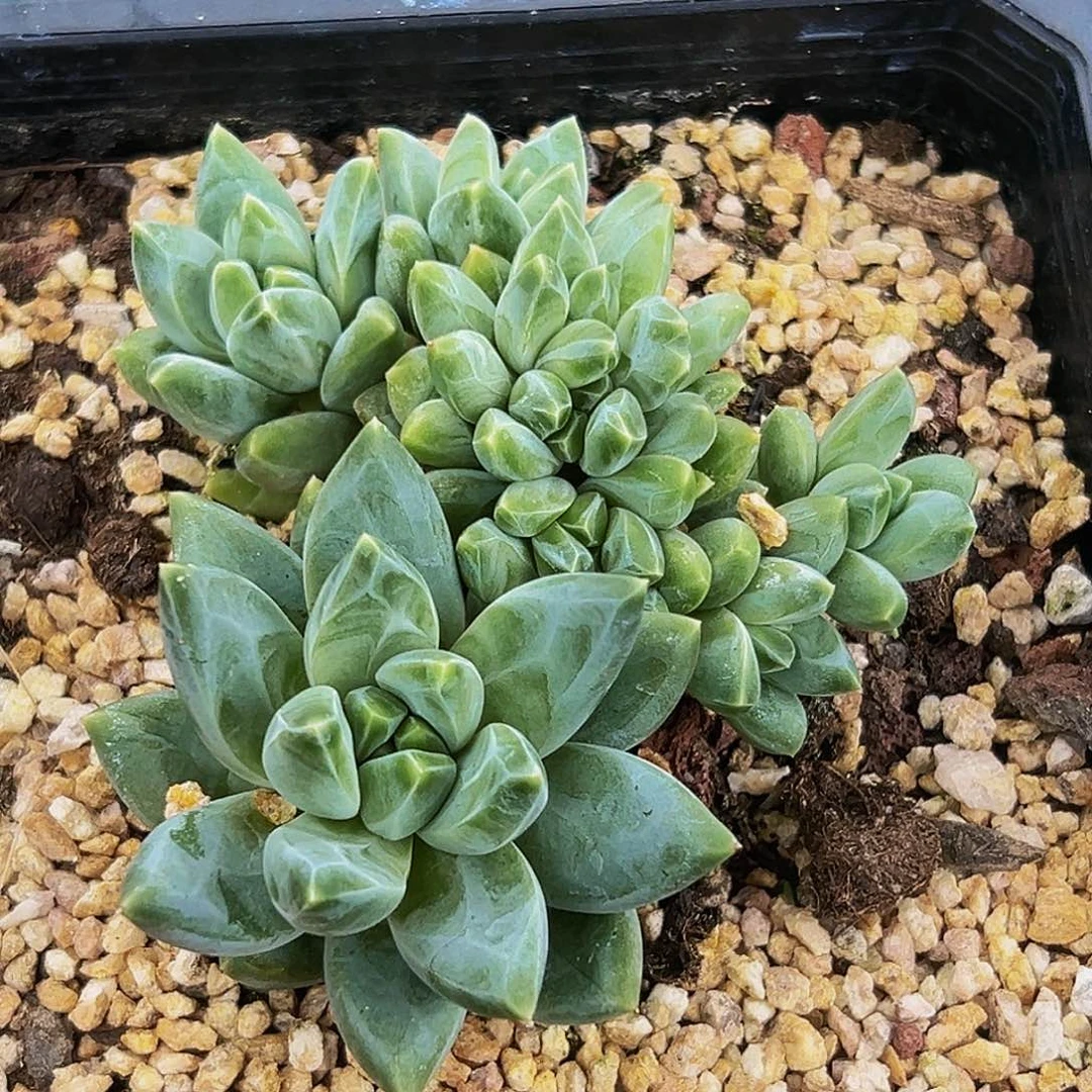 1颗美人系列多肉植物