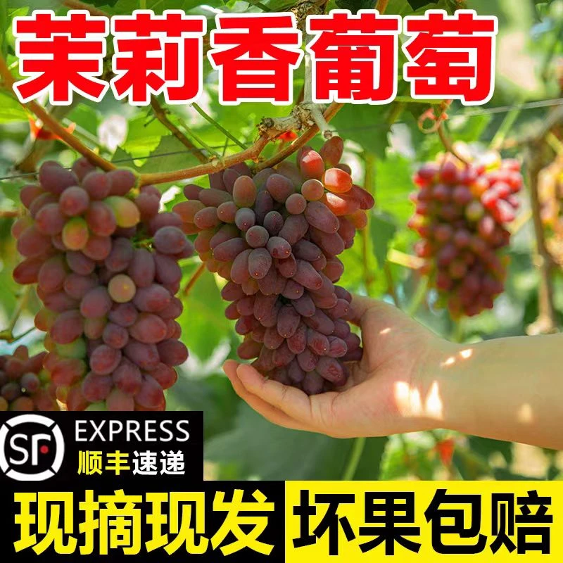 【顺丰包邮】新鲜采摘茉莉香葡萄现摘现发果粒饱满玫瑰香郁金香葡萄