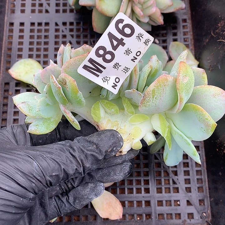 嫁接的白凤缀化 无根 多肉植物 9.23号后发货