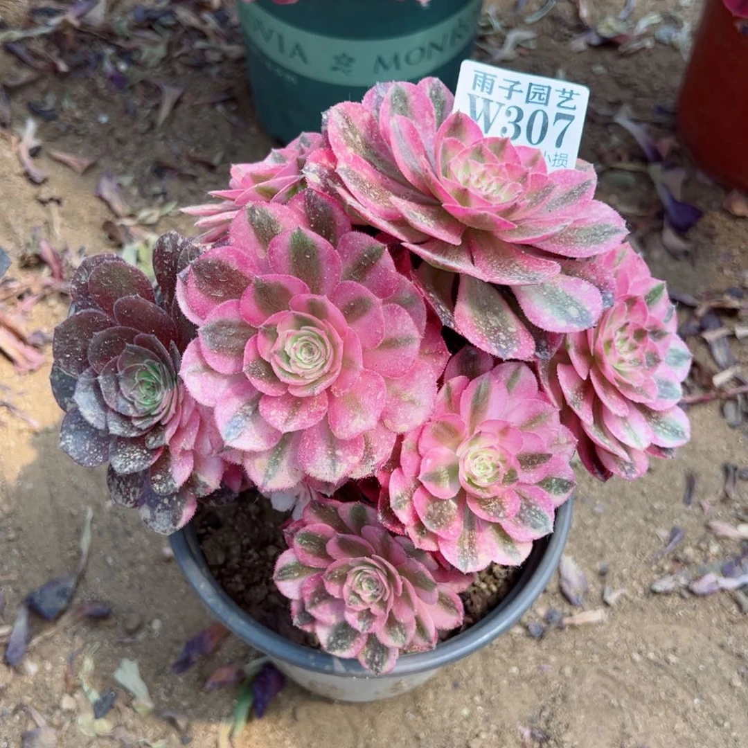 307倾城尺寸15左右特价处理