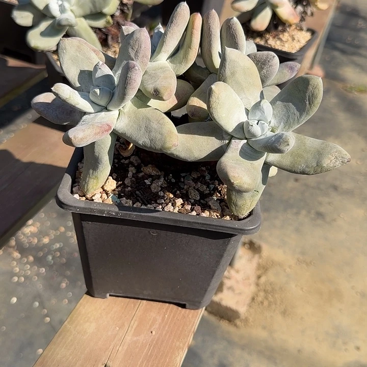 汤***师拇指仙女杯多肉植物