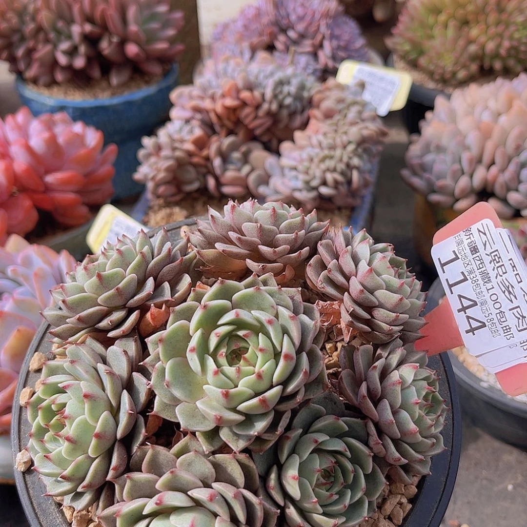 1144笨吧多肉植物