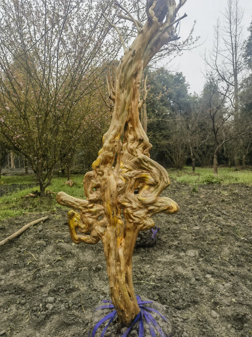 一物一拍，紫薇艺术品。