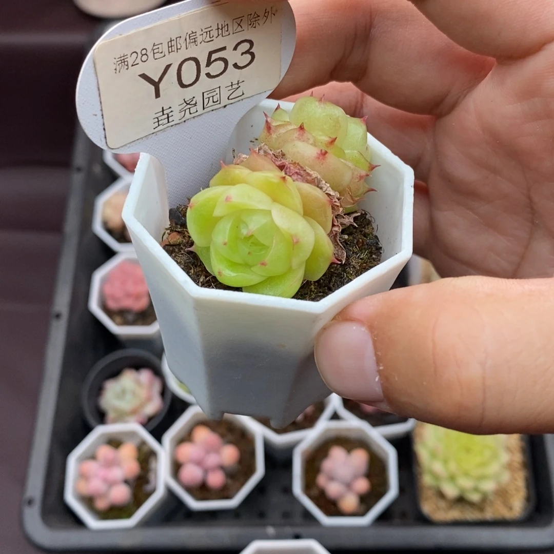 0053 麦秆双头 4cm