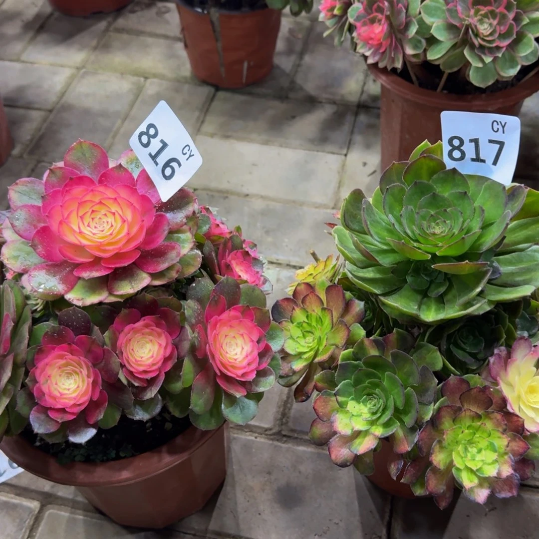 没***肺多肉植物816817万七彩 荔枝