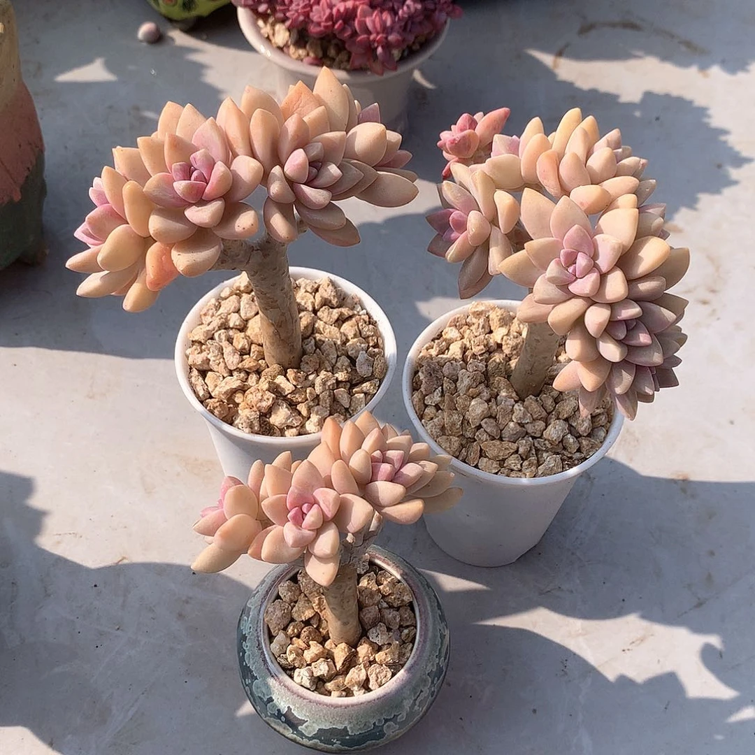 淡雪朵朵缀多肉三颗