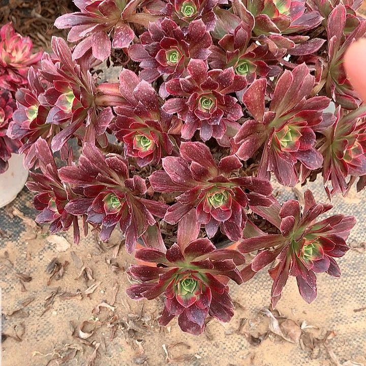 多肉植物彩红安娜130