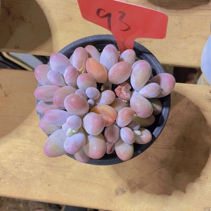 在家里面吃饭的人