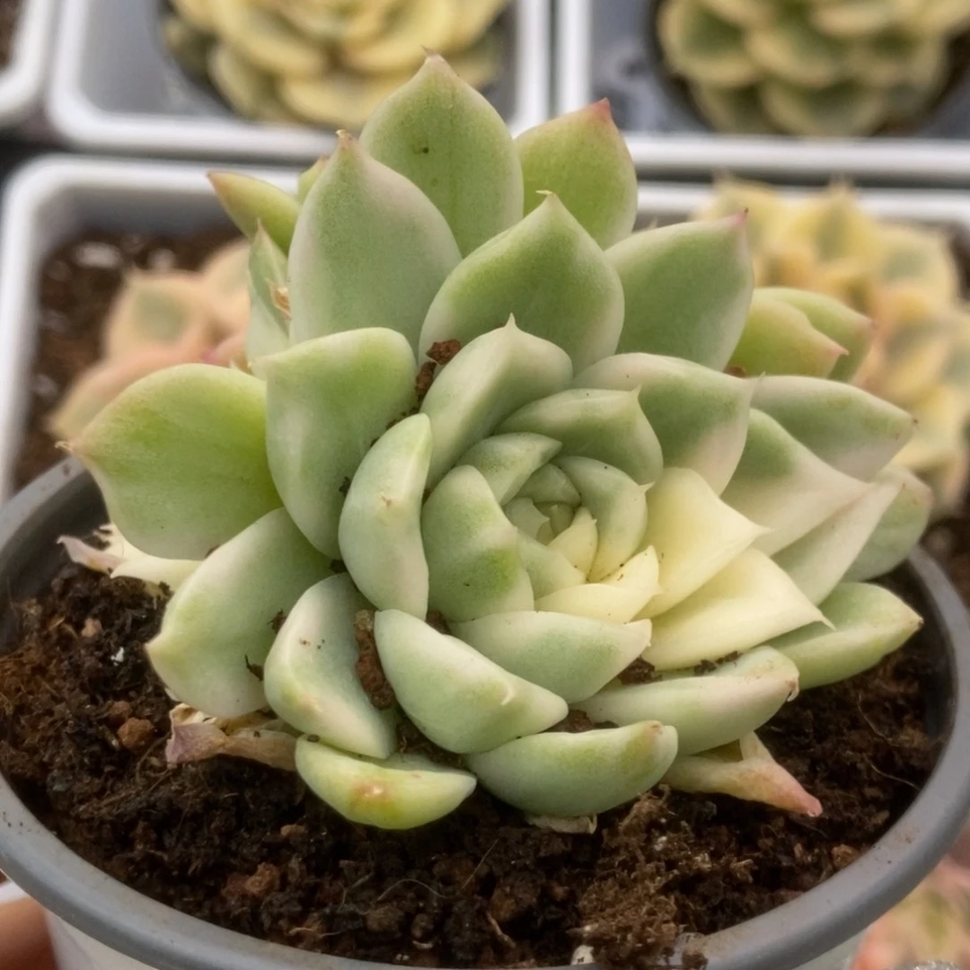 095白瓷麦秆锦锦锦锦锦
