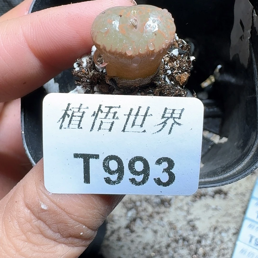 993盒多肉植物哇d f