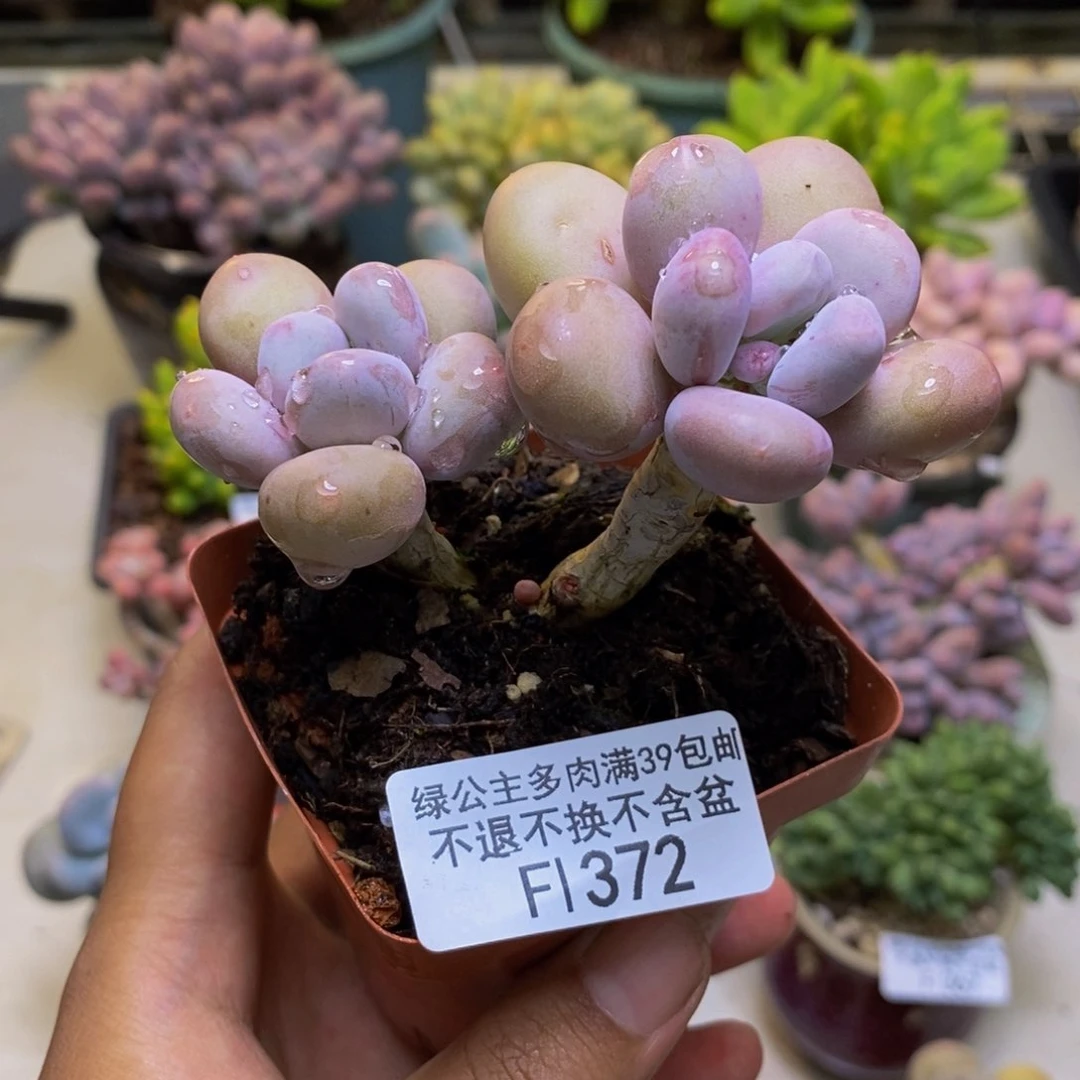 372彩虹奶多肉6cm